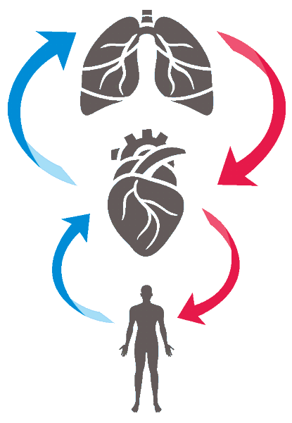 Logo Systems physiology